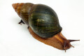 Achatina schweinfurthi simulans Congo adult